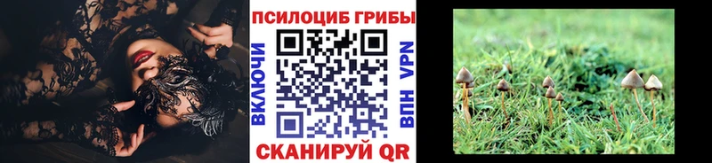 Псилоцибиновые грибы Psilocybe  купить   Злынка 